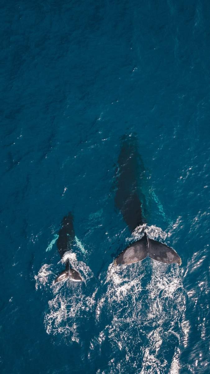 co2 opslag walvissen